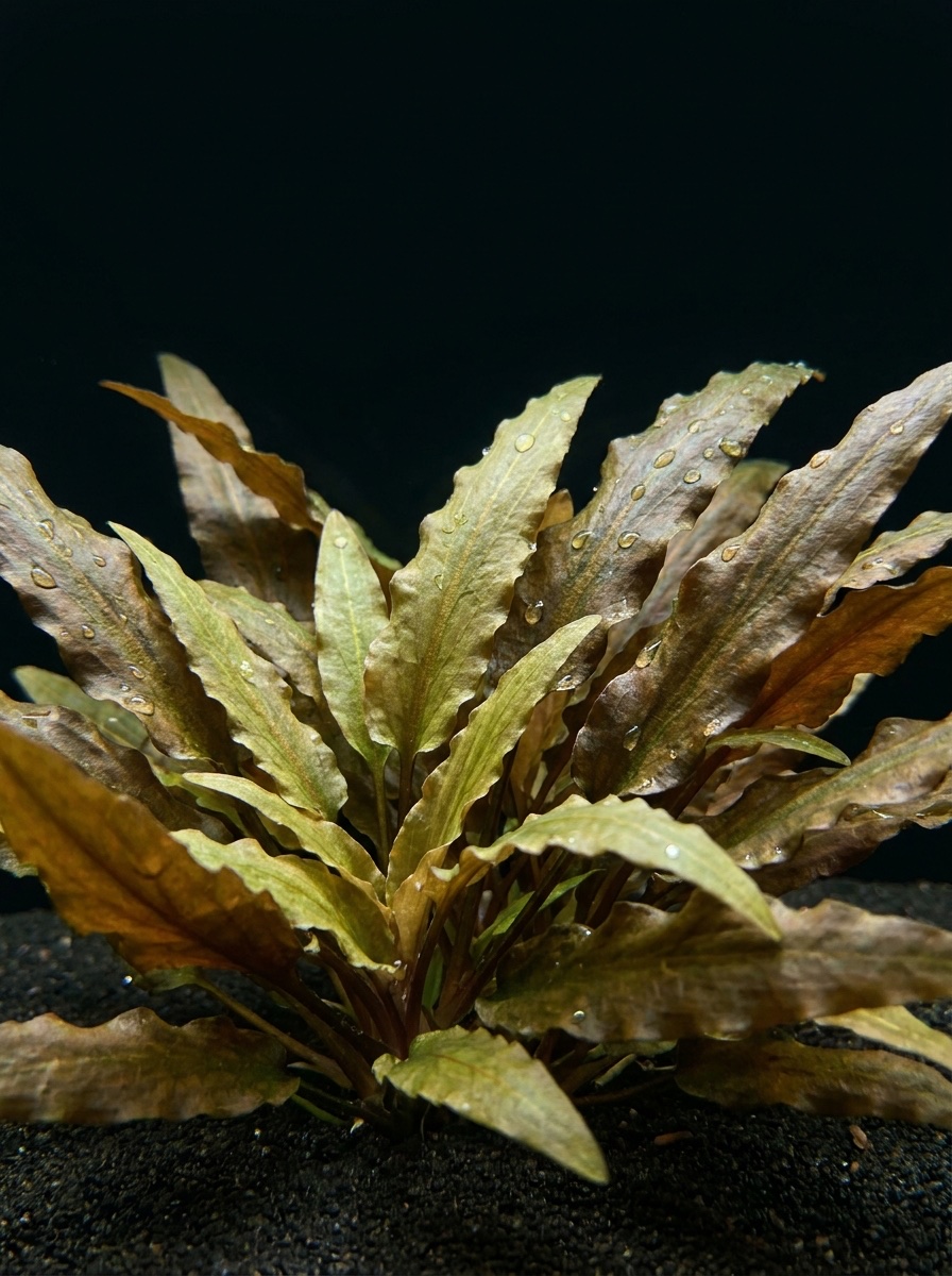 Cryptocoryne Wendtii